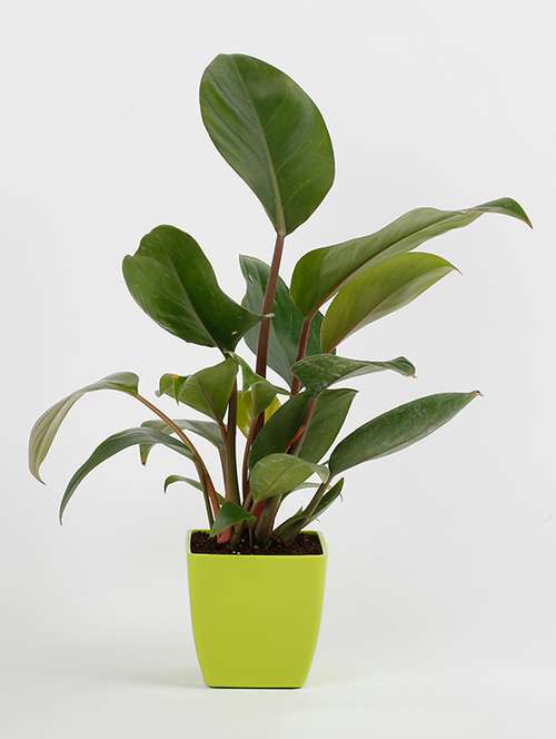 philodendron plant red - 15539735 - Very Small Image - 1